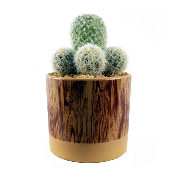 Artificial Cactus Arrangement