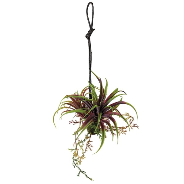 Green Mixed Tillandsia Hanging Plant