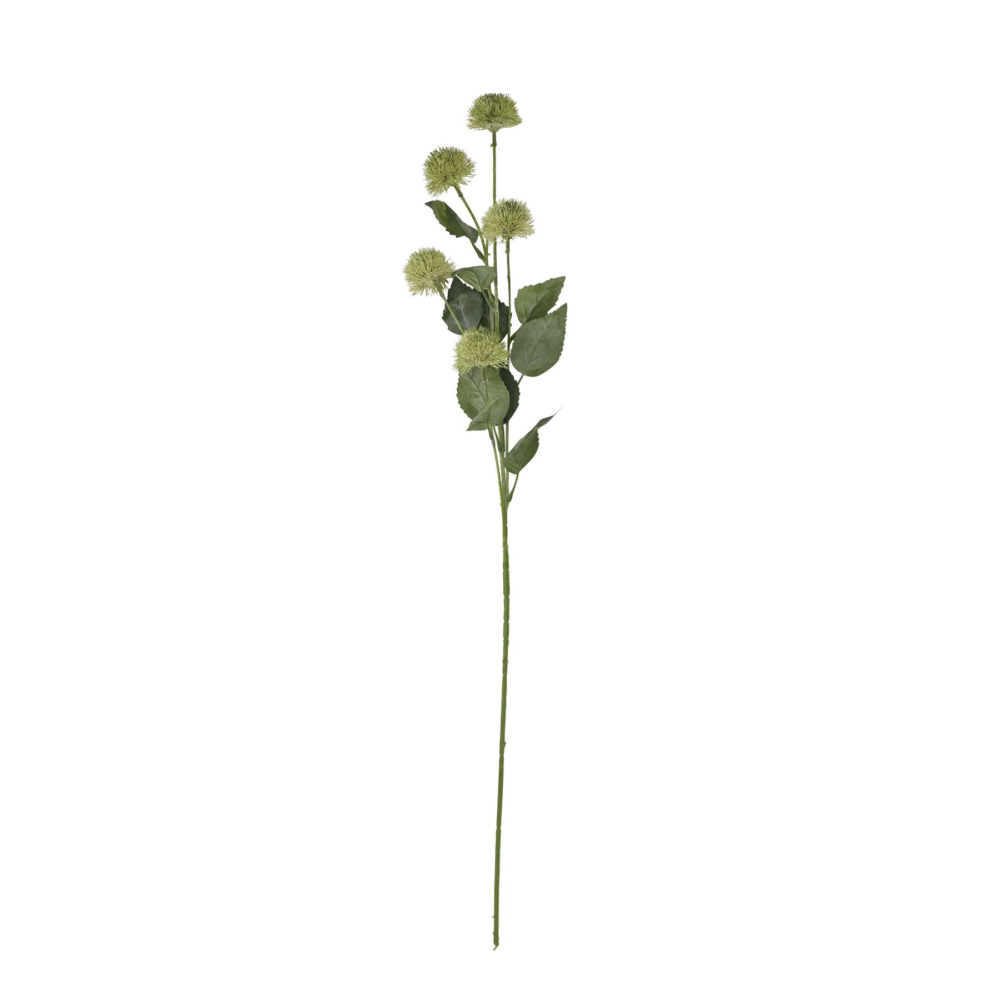 Green Thistle Globe Stem
