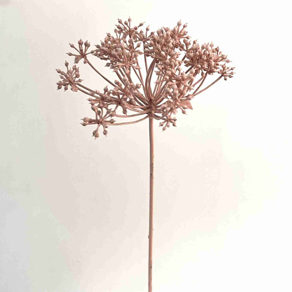Light Pink Angelica Stem